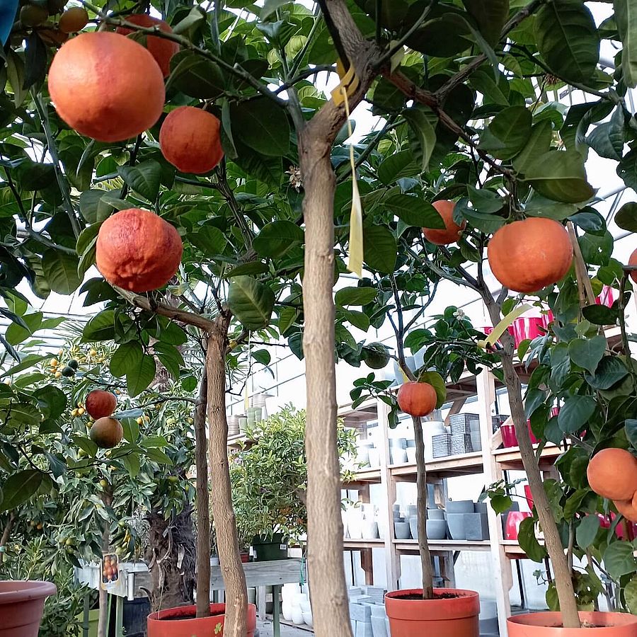 Szivárvány narancs Citrus sinensis 'Arcobaleno'